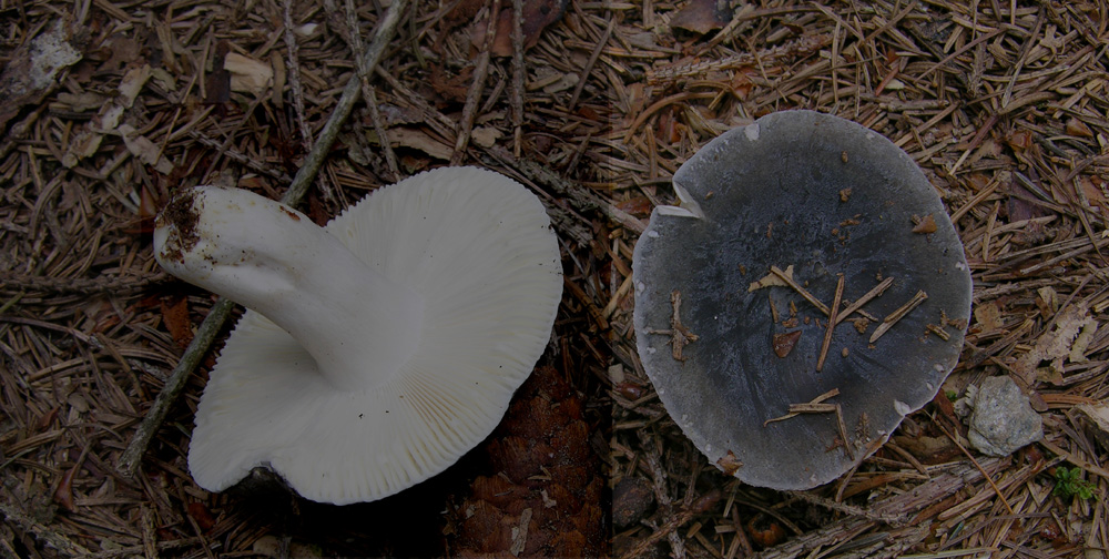 Russula parazurea?
